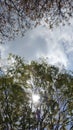 Leafy Tree Canopy and Sky