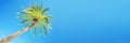 Looking up at leaning palm tree against blue sky, view from below, tropical travel panoramic background Royalty Free Stock Photo