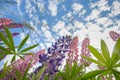 Looking up at lupins Royalty Free Stock Photo