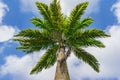 Looking up at lush foliage of tropical palmtree