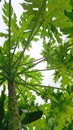Looking Up at the Lush Green Leaves of a Papaya Tree Royalty Free Stock Photo