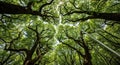 Looking Up Through Lush Green Tree Canopy with Sunlight Filtering Through Branches forest Royalty Free Stock Photo