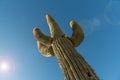 Upward view of Saguaro cactus with sun flare