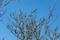 Looking up at a magpie perched on bare tree branches, on a sunny March day Royalty Free Stock Photo