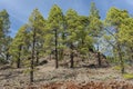 Looking up at the Canarian pines, also known as Pinus Canariensis, a coniferous resilient tree, native to the Canary Islands