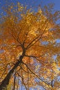 Looking up into a Maple in Full Fall Colors