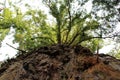 Looking up massive tree