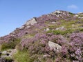 Looking up mountain covered in heather