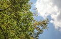 Looking up the oak Quercus robur tree, leaves visible against sunny sky Royalty Free Stock Photo