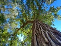 Looking up through an old acorn tree with trunk bark details and blue sky Royalty Free Stock Photo