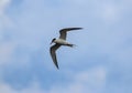 Looking up at one laughing gull flying overhead