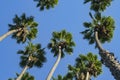 Looking up the palm tree with blue sky Royalty Free Stock Photo