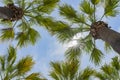 Looking up the palm tree with blue sky Royalty Free Stock Photo