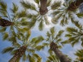 Looking up the palm tree with blue sky Royalty Free Stock Photo