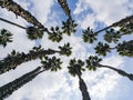 Looking up the palm tree with blue sky Royalty Free Stock Photo