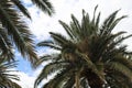 Looking up at palm tree branches in a cloudy blue sky Royalty Free Stock Photo