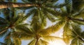 Looking Up Through Palm Tree Fronds at the Sun palm trees tropical Royalty Free Stock Photo