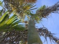 Looking up palm trees on blue sky background Royalty Free Stock Photo