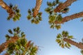 Looking up at palm trees blue sky background Royalty Free Stock Photo