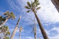 Looking up at Palmetto trees on the beach Royalty Free Stock Photo