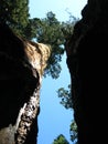 Looking Up Perspective at Giant Sequoia Trees in California Royalty Free Stock Photo