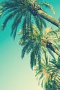 Looking up Perspective on Row of Palm Trees on Toned Light Turquoise Sky Background. 60s Vintage Style Copy Space