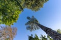 Looking up pine forest. european trees in forest against a clear blue sky. bottom view background Royalty Free Stock Photo