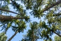 Looking up pine forest. european trees in forest against a clear blue sky. bottom view background Royalty Free Stock Photo