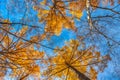 Looking up the pine trees in autumn forest Royalty Free Stock Photo
