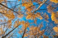 Looking up the pine trees in autumn forest with leaves foliage Royalty Free Stock Photo