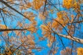 Looking up the pine trees in autumn forest with yellow red leaves foliage Royalty Free Stock Photo