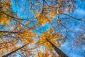 Looking up the pine trees forest in autumn season Royalty Free Stock Photo