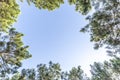 Looking up at pine trees and blue sky background with large copy space for text Royalty Free Stock Photo