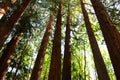 Looking up at the pine trees Royalty Free Stock Photo