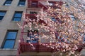 Pink Cherry Blossom during Spring in front of a Fire Escape on an Urban Residential Building in New York City Royalty Free Stock Photo