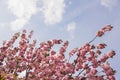 Looking up at pink Sakura flowers against blue sky - cherry blossom trees in spring Royalty Free Stock Photo