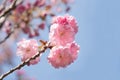 Looking up at pink Sakura flowers against blue sky Royalty Free Stock Photo