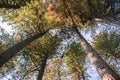 Looking up in a Ponderosa Pine forest on an autumn day, Calaveras Big Trees State Park, California Royalty Free Stock Photo