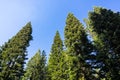 Looking up in a Ponderosa pine trees forest, Lassen Volcanic National Park, Shasta County, Northern California Royalty Free Stock Photo