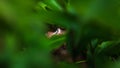 Looking up primate in a jungle Royalty Free Stock Photo