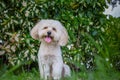 Looking up puppy dog, poodle terrier walking on park, Cute white poodle terrier, relax pet, poodle terrier mix, poodle sit down Royalty Free Stock Photo