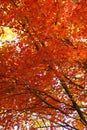 Looking up into red leaves on trees in the fall in Northern Minnesota