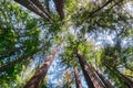 Looking up in a redwood forest, California Royalty Free Stock Photo