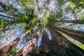 Looking up in a redwood forest, California Royalty Free Stock Photo