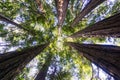 Looking up in a redwood forest, California Royalty Free Stock Photo