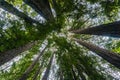 Looking up in a redwood forest, California Royalty Free Stock Photo