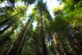 Looking up in the Redwood Forest, Humboldt Redwoods State Park, California Royalty Free Stock Photo