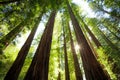 Looking up in the Redwood Forest, Humboldt Redwoods State Park, California Royalty Free Stock Photo