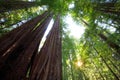 Looking up in the Redwood Forest, Humboldt Redwoods State Park, California Royalty Free Stock Photo