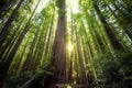 Looking up in the Redwood Forest, Humboldt Redwoods State Park, California Royalty Free Stock Photo